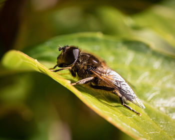 Close up of a bee on a leaf