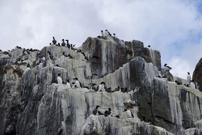 Low angle view of birds on rock formation against sky