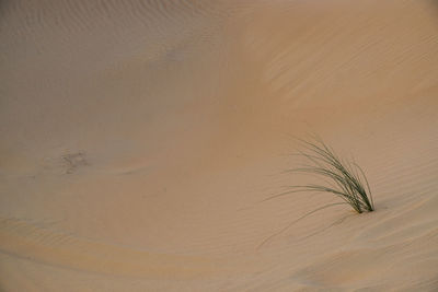 Close-up of sand