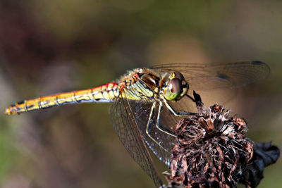 Close-up of dragonfly on flower