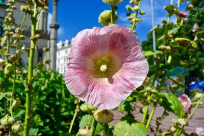 Close-up of flower blooming outdoors