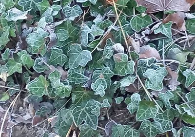 leaf