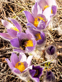 Close-up of crocus flowers blooming outdoors