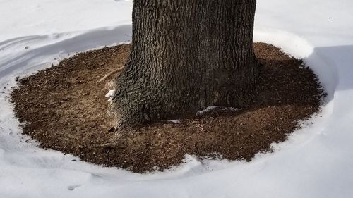 Close-up of tree trunk during winter