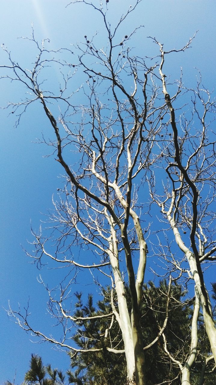 bare tree, branch, tree, low angle view, nature, tranquility, sky, beauty in nature, clear sky, dead plant, growth, scenics, outdoors, day, tree trunk, no people, tranquil scene, dried plant, blue, twig