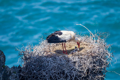 Bird perching on nest in lake