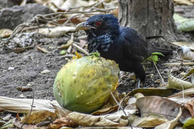 Close-up of a bird in a field