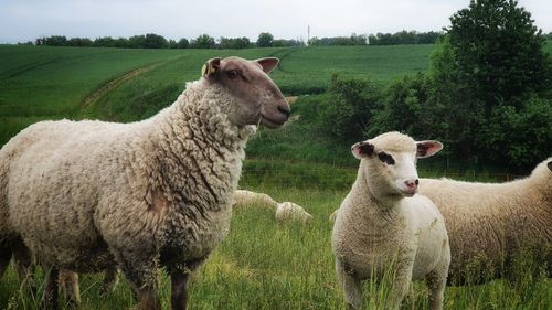 Sheep standing in a field