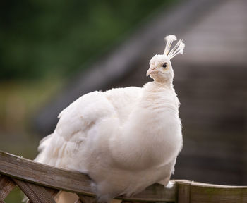 Close-up of bird