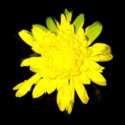 Close-up of flower over black background