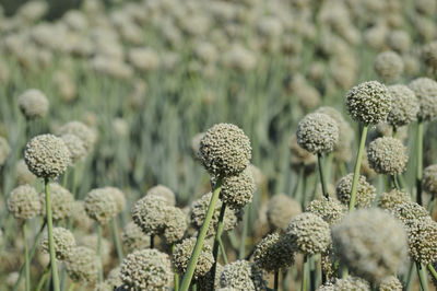 Close-up of flowering plants on field