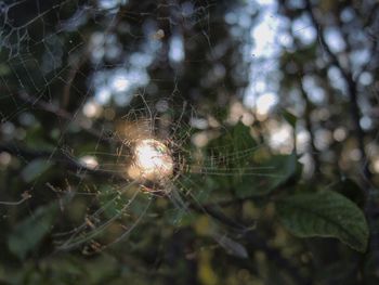 spider web