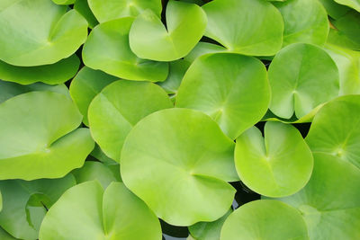 Full frame shot of leaves