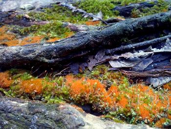 Close-up of stream against trees