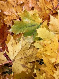 Full frame shot of wet maple leaves during autumn