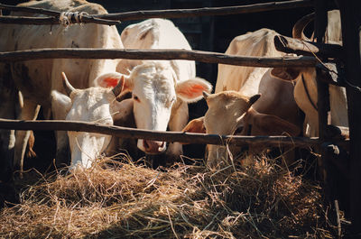 Cows in a shed