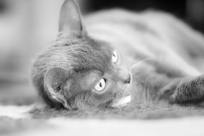 Close-up of cat lying on bed