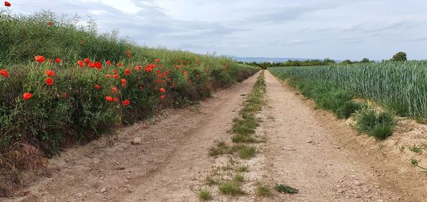 Plants growing on field by road against sky
