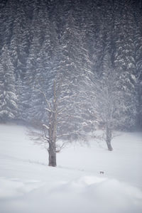 Trees on snow covered landscape