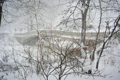 Bare trees on snow covered landscape