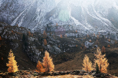 View of pine trees in forest during winter