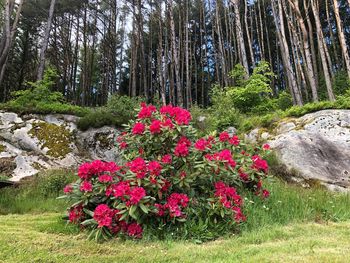 Red flowers growing on tree trunk in forest