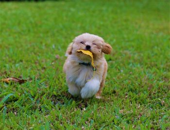 High angle view of puppy on field