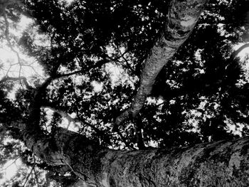 Low angle view of trees in forest