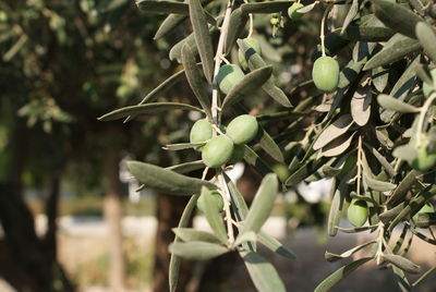 Close-up of olive tree on sunny day
