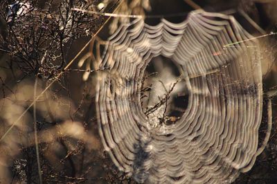 Full frame shot of spider web on tree