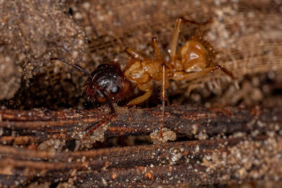 Close-up of insect