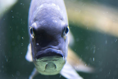 Close-up of fish swimming in water