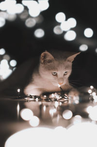 Close-up of cat amidst illuminated string lights