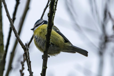 Close-up of great tit perching on branch