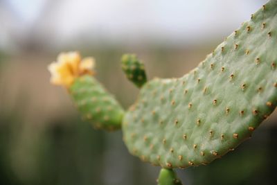 Close-up of succulent plant