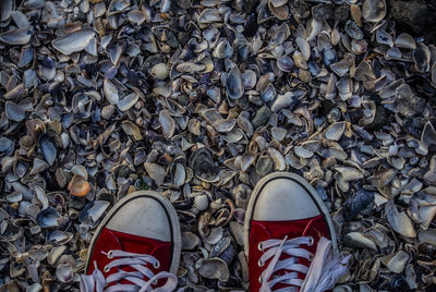 Directly above shot of shoes on seashells at beach