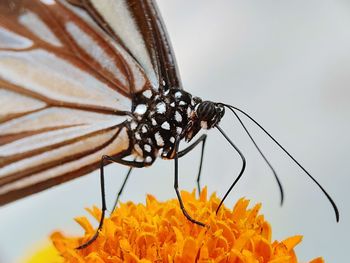 Close-up of butterfly pollinating on flower