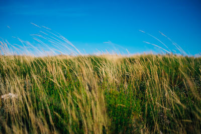 Scenic view of grassy field against blue sky on sunny day