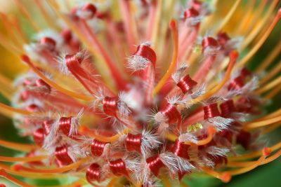 Full frame shot of red flower