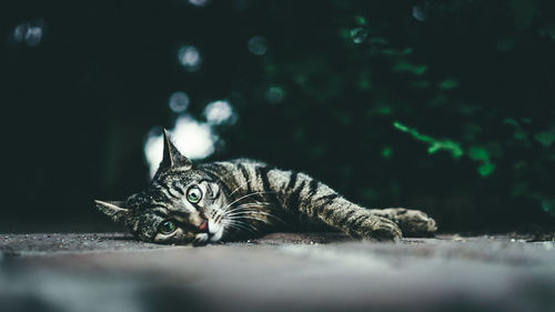 Close-up portrait of tabby cat