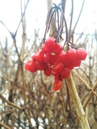 Close-up of red flowers