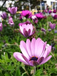 Close-up of purple crocus flowers blooming outdoors