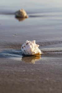 Surface level of shells on beach