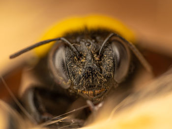 An image of a dead bumble bee.