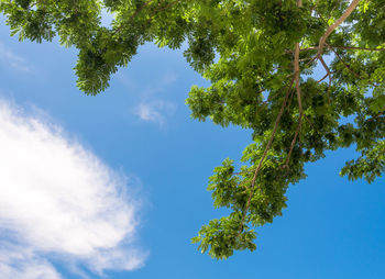 Low angle view of tree against sky