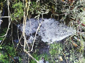 Close-up of spider web on plants