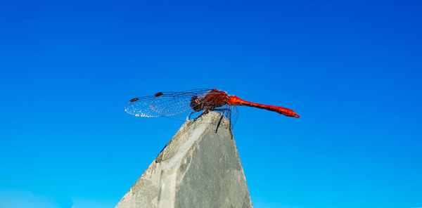 Low angle view of dragonfly on plant against blue sky