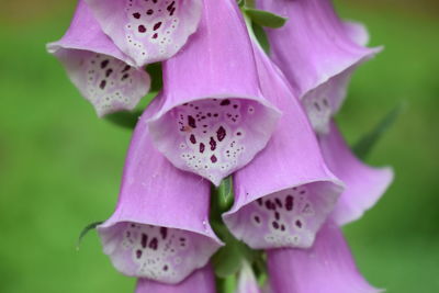 Close-up of pink flowers