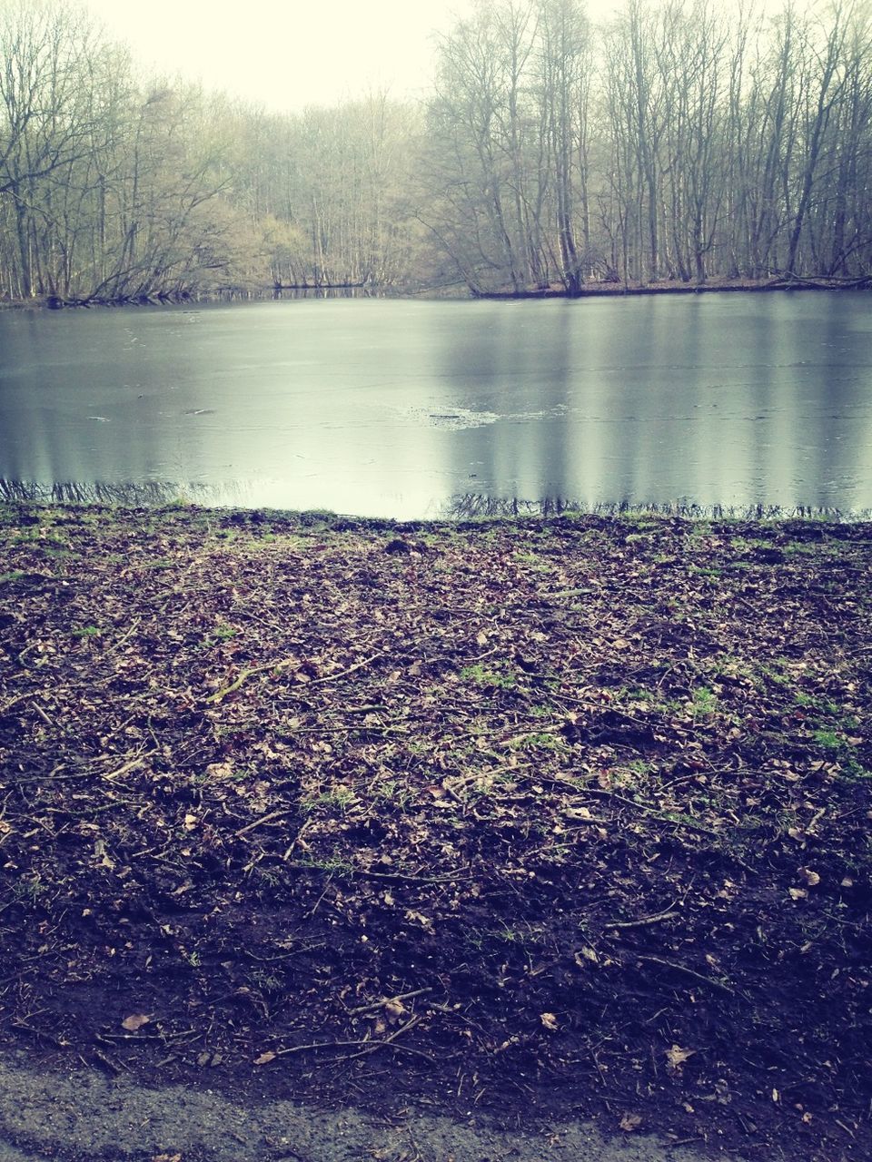 water, tree, tranquility, lake, tranquil scene, reflection, scenics, nature, beauty in nature, lakeshore, bare tree, river, sky, idyllic, day, outdoors, no people, non-urban scene, branch, growth