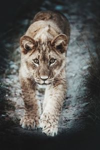 Portrait of lion cub